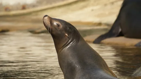 Sealion face (Close up) Stock Footage 163670126