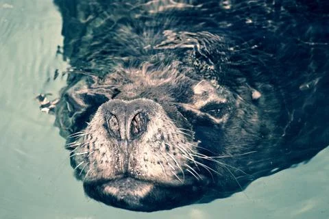 Sealion face Fotos de archivo