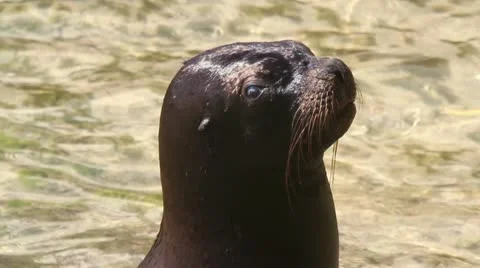 Sealion mexico wildlife Stock Footage