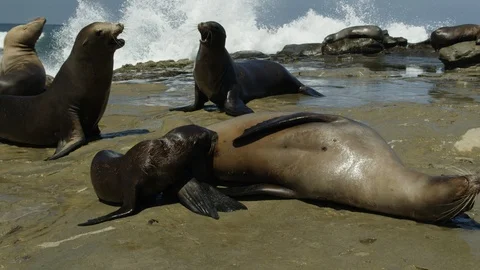 Sealion milking Stock Footage 94876656