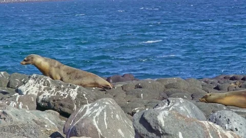 Sealion moving on Rocks Stock Footage 85388790
