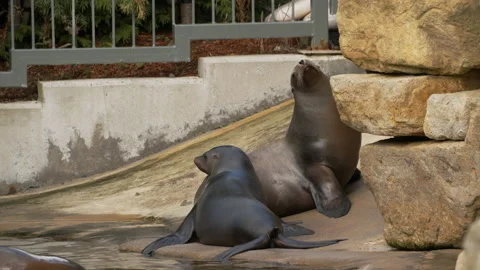 Sealion pair standing as one shakes Stock Footage 163669766