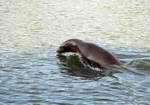 Sealion Stock Photos
