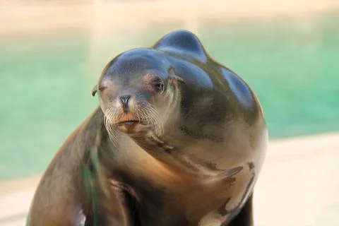 Sealion. Stock Photos