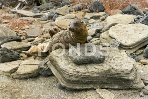 Sealion pups on the galapagos islands Stock Photos