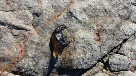 Sealion resting on the rock Stock Photos