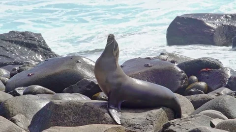 Sealion on rocks Stock Footage 85391365