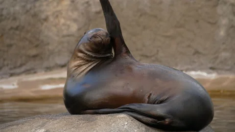 Sealion scratching face with fin then trying to get comfortable Stock Footage 163670620