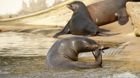 Sealion scratching its face with its tail fin Stock Footage 163670100