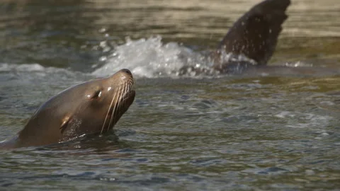 Sealion swimming on surface of water then diving (Close up) Stock Footage 163670153