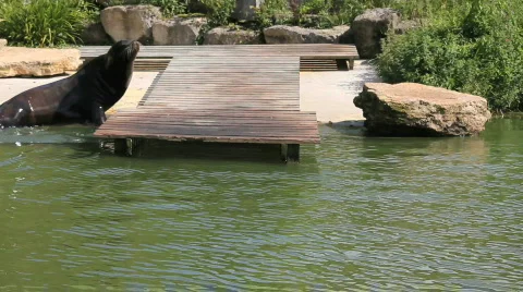 Sealion tracking shot Video stock 861542