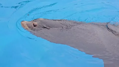 A Sealion in water Stock Footage 267458911