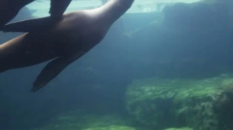 Sealion1 Video stock 10874668