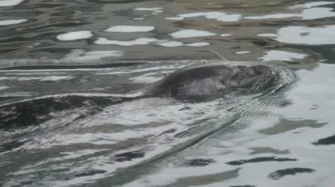 Sealion2 Stock Footage 10874023