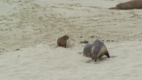 Sealions on Australian beach 動画素材 90497169