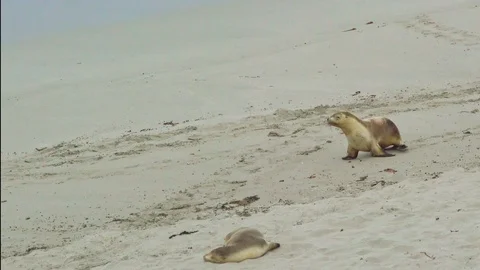 Sealions on Australian beach Stock Footage 90497171