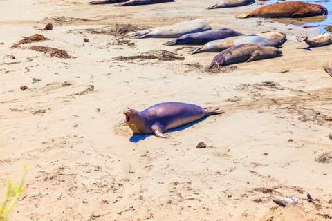 Sealions at the beach Фото