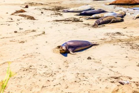 Sealions at the beach Фото