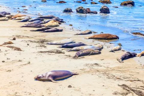 Sealions at the beach Stock Photos