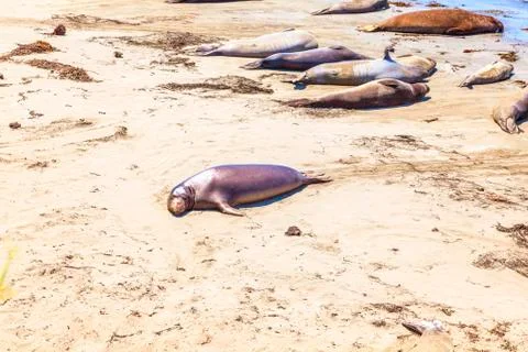 Sealions at the beach Stock Photos