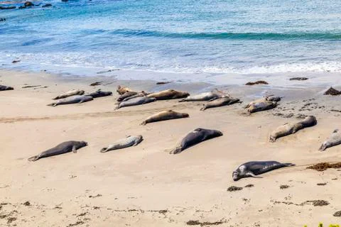 Sealions at the beach Stock Photos
