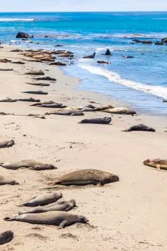 Sealions at the beach Stock Photos