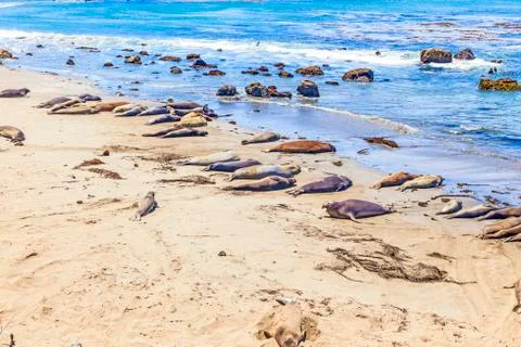 Sealions at the beach Фото