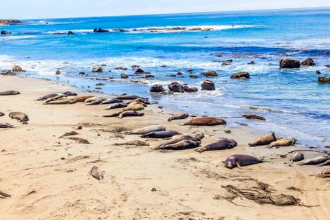 Sealions at the beach Фото