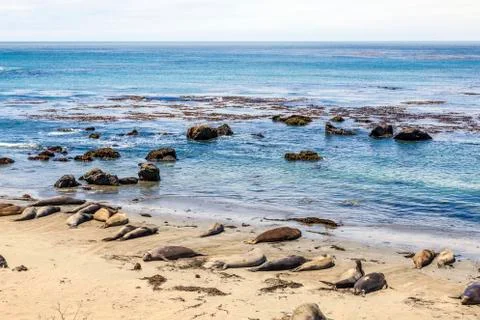 Sealions at the beach Фото