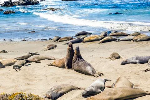 Sealions at the beach Stock Photos