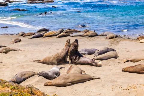 Sealions at the beach Stock Photos