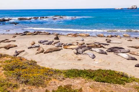 Sealions at the beach Фото