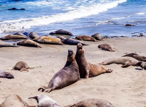 Sealions at the beach Stock Photos