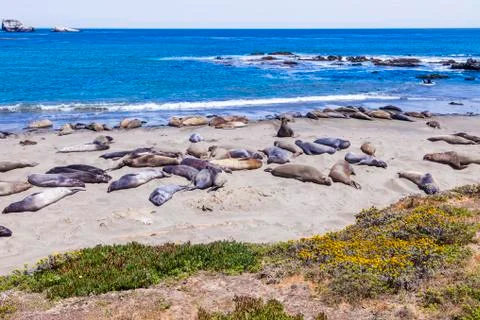 Sealions at the beach Stock Photos