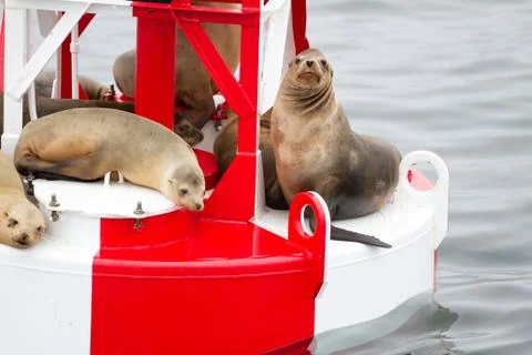 Sealions on Buoy Stock Photos