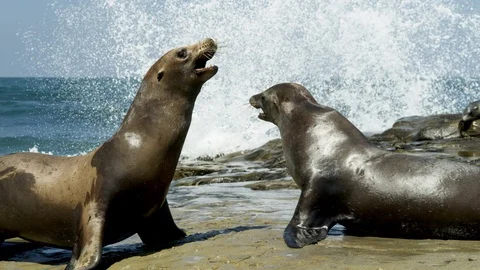 Sealions fighting Stock-Footage 94884281