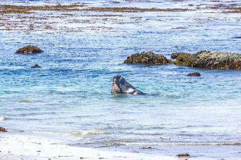 Sealions fighting in the ocean Фото