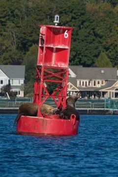 Sealions on Navigation Buoy Foto stock