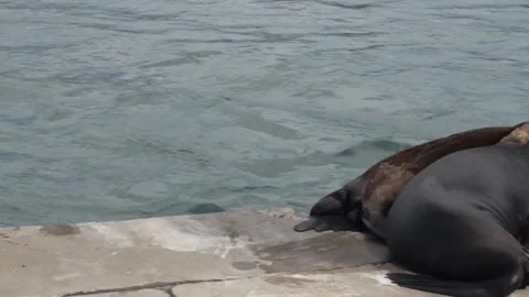 Sealions resting in Mar del Plata harbour , Buenos Aires , Argentina Video stock 280261733