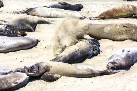 Sealions sleeping at the beach Stock Photos