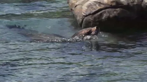 Sealions swimming on surface Video stock 50853507