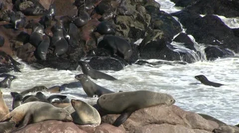 Seals (2) Video stock 12147665