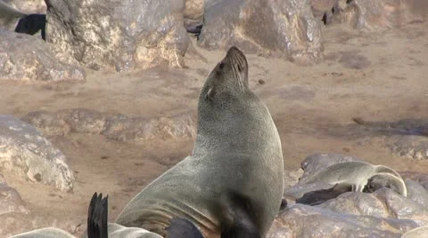 Seals (4) Stock Footage 12147811