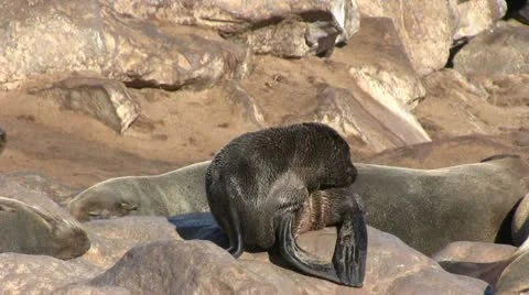 Seals (5) Stock Footage 12147827