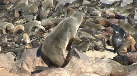 Seals (6) Stock Footage 12147850