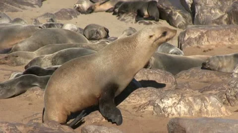 Seals (7) Video stock 12147883