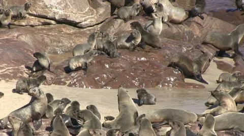 Seals (8) Stock Footage 12147934