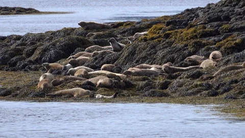 Seals on algae covered rocks Stock Footage 122242033