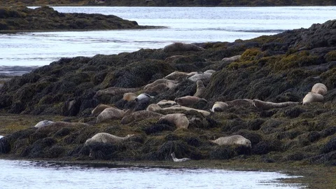 Seals on algae covered rocks Stock Footage 122242089