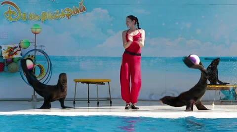 Seals And Dolphin Dancing With Trainer Stock Footage 55889597